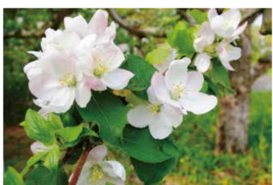 フラワー・オブ・ケントの花（5月上旬・薄紅色のオールドローズ調）