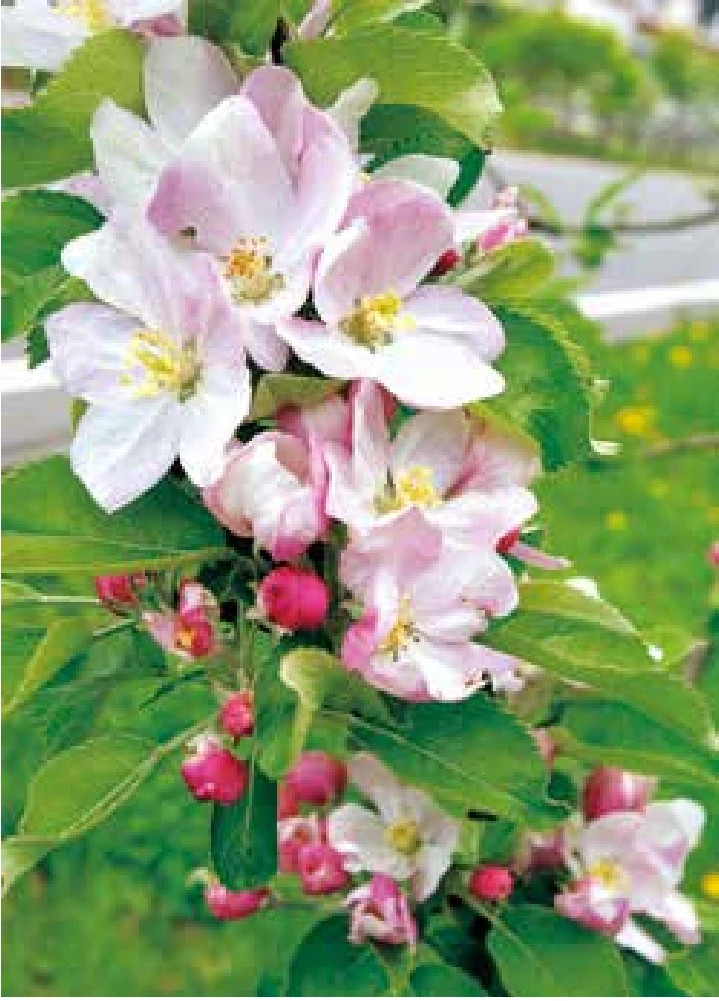 華やかな花が咲く ブラムリーズ・シ―ドリング