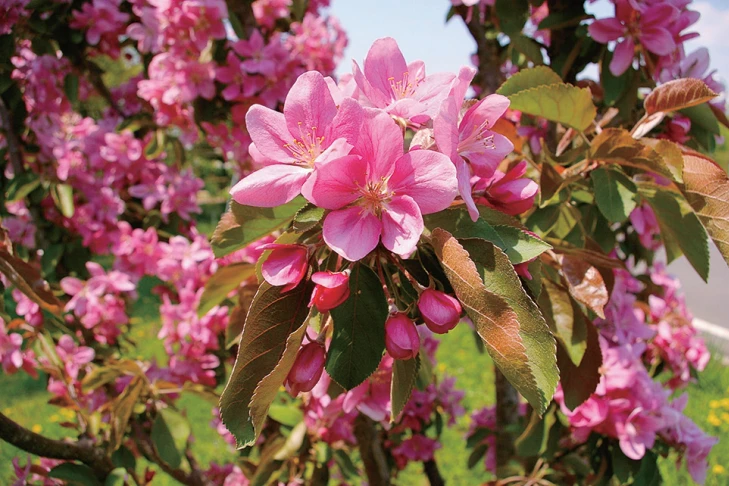 メイポールの花は濃赤色