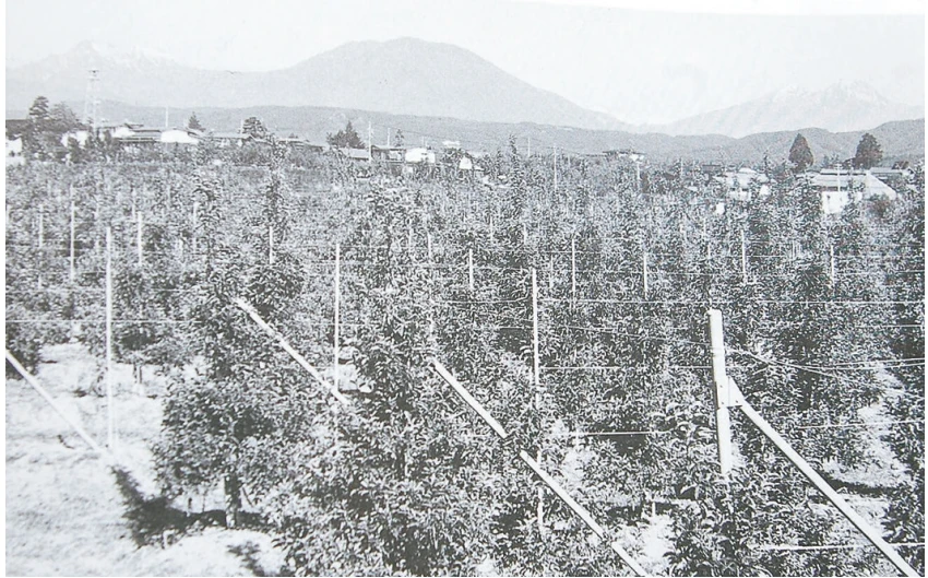 昭和50年代後半 矮化（わいか）栽培のりんご畑／倉井地区