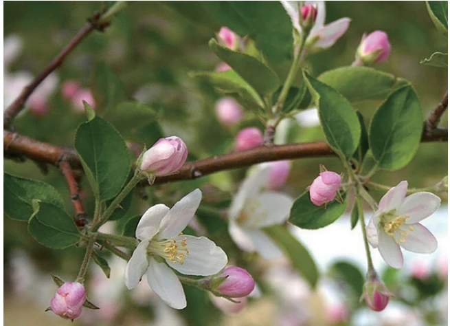 和りんごの一種、飯綱町の高坂りんごの花