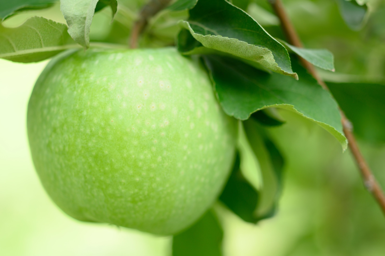 Green Apple