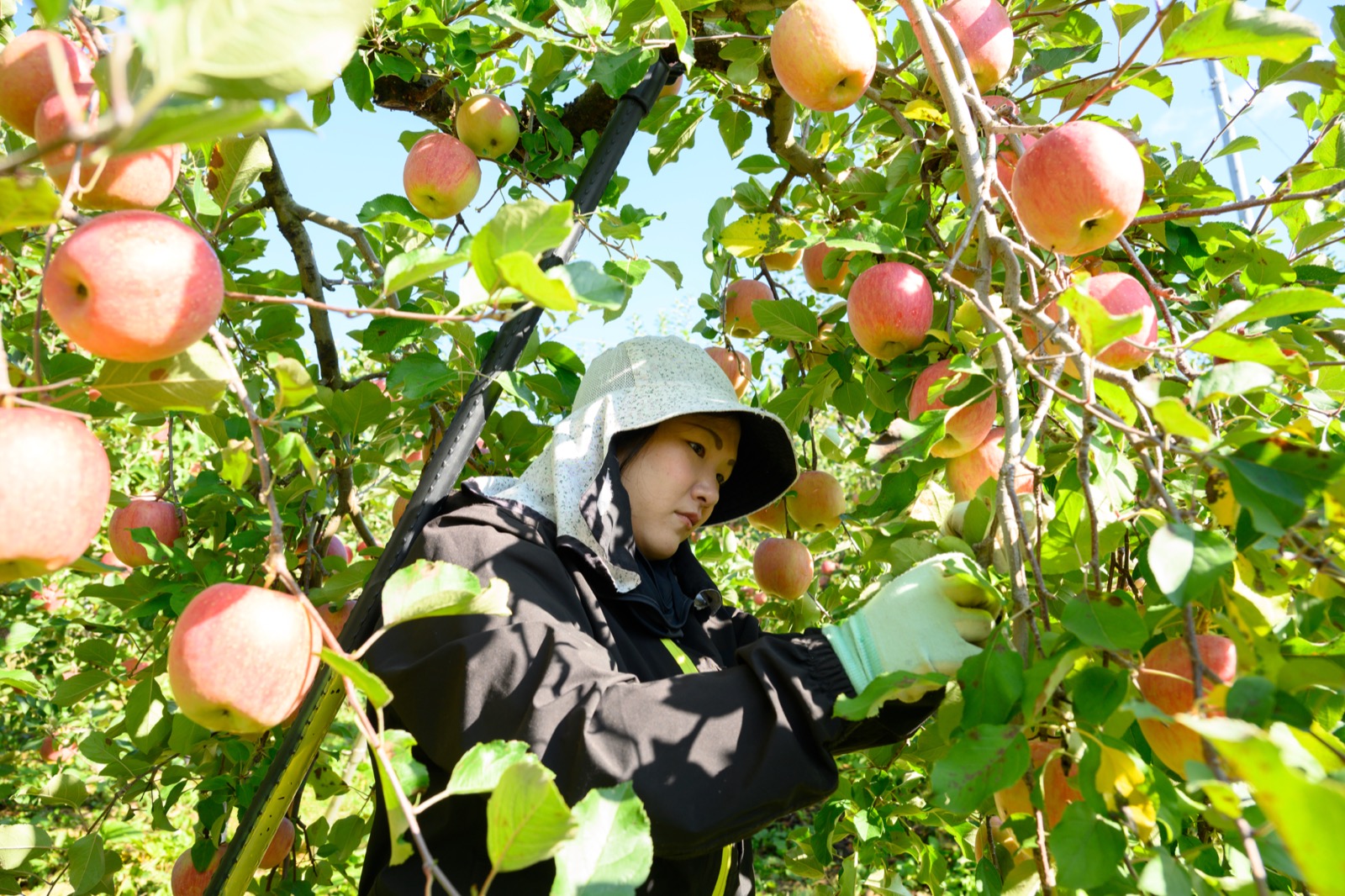 りんごの花と飯綱町の春